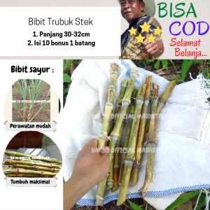 Bibit Trubuk 1 Ikat 10 Batang Fresh Murah JAMINAN UANG KEMBALI Jika Produk Mengecewakan Trubus Telur Tebu Turubuk Bibit stek Siap Tanam Termurah Sayuran Langka Tebundo Sunda Indonesia Telor Tiwu Segar Menu Sehat Endog Tebu Panen Dadakan