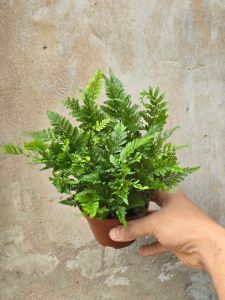 Dương sỉ chân thỏ chậu to cây decor