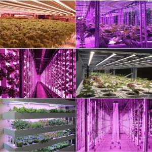 ไฟUVพร้อมส่ง(รับประกัน2ปี)ไฟปลูกกันชา กันชง ไฟปลูกต้นไม้ มีUV+IR Grow Bars640W/8บาร์ 480W/6บาร์ใช้ชิป Samsung 281B FULL SPECTRUM