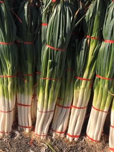 (500 SEEDS) ONION LEEKS SEEDS/Giant Green Onion Seed- Onion Seeds for Planting Vegetable Plants