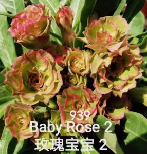 Adenium Kemboja Bonsai ID:939/富贵花