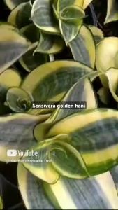 Tanaman Hias Indoor Sensivera Golden Hahni