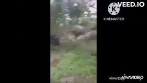 หัวเกียร์ตัดเฉือนปาล์มน้ำมันไทยนต์การเกษตร พร้อมเสียมแทงปาล์ม เคียวปาล์ม ใบเลื่อย ประหยัดค่าจ้างแรงงาน วัสดุเกรดดี มีอนุสิทธิบัตร