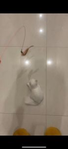 Đồ Chơi Cần Câu Mèo Lông Vũ Dây Thép - Wemmy Pet Friend