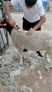 3500W Alat mesin Cukur Domba cukuran Kambing Listrik Alat Potong Rambut Mesin Pencukur Gunting Pemangkas Bulu Clipper alat cukur bulu domba Elektrik Professional Hewan Grooming bulu Domba Kambing Anjing Besar Cukuran Potong cukuran domba