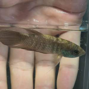 BETTA KUEHNEI PUGNEX GAINT BETTA IKAN LAGA野生巨型斗鱼