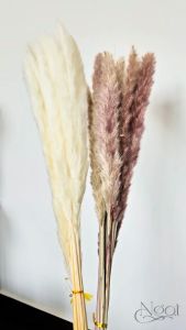 Cây sậy nhỏ cây lau sậy khô cắm lọ decor trang trí nhà cửa phòng làm việc phòng khách đẹp lịch sự