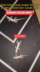 【Buy 1 Free 1】100% Kill Lizard Nest 🦎 Lizard repellent 15g Lizard killer Gecko killer 【No.1 in Japan】1000 times strong toxicity Racun cicak Ubat cicak paling berkesan Safe to human Gecko repellent  Racun cicak paling kuat Ubat cicak paling berkesan 壁虎驱除剂