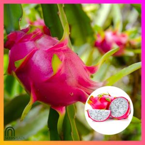SeedsPLAZA™ - Dragon Fruit Seeds for Planting Fruits (10 Seed) incl. Planting Instruction