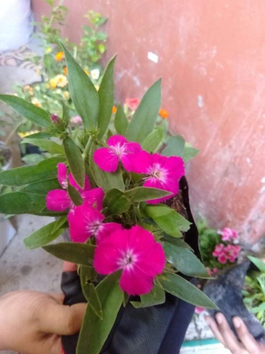 Carnation plant | Lazada PH