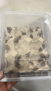 Organic Fertilizer (Cricket Frass)