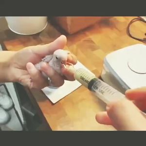 Baby Bird Feeding Syringe Set Bird Hand feeding syringe with feeder spoon for lovebirds cockatiels