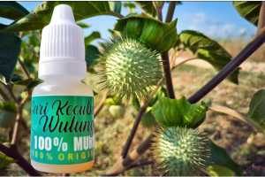 Vitamin Burung Biar Gacor Sari Kecubung Wulung 10ml