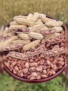 Fresh and Dried Colorful Peanuts in Shell Raw/Cooked