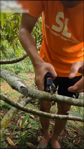 Gunting Pemangkas Pisau Emas / Gunting Dahan Bahan SK5 / Gunting Kebun & Tanaman Fruit Tree Pruning