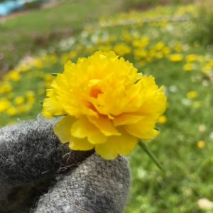 1 Ký Cành Giống Hoa Mười Giờ VÀNG SANG CHẢNH Cành Tơ Siêu Khỏe Ra Rễ Sau 3 Ngày 377 Click 24 Giờ