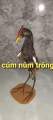 Cúm núm trống. 