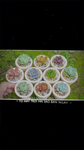 Combo 5 cây Mini ngẫu nhiên