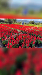 เมล็ดพันธุ์ซัลเวีย สีแดง