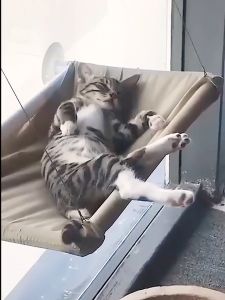 เปลแมวติดกระจก รองรับน้ำหนักได้ 20 กก. รังแมวสไตล์เปลญวนที่มั่นคง ถ้วยดูดทรงพลัง โครงคุณภาพสูง ประกอบง่าย ที่นอนแมว เตียงแมว เปลญวนแมว