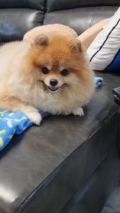 คุณสมบัติของสเปรย์บำรุงผิวหนัง สเปรย์บำรุงขน มีวิตามิน ขนนู่ม ขนสวย ปลอดภัย กลิ่นแป้งเด็ก | Urban Moof