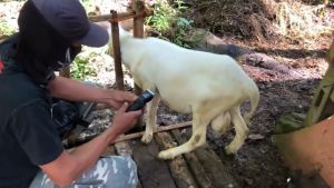( GARANSI 1 TAHUN ) Mesin Cukur domba Baorun P7 Original + Pisau cadangan | baorun p7 original - alat cukur hewan domba baorun p7 - mesin cukur hewan domba - mesin cukur hewan domba garut d cas