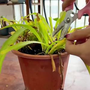 Auxin Benzoaminopurine Cell Division Hormone Plant Germination Promoter Side Bud
