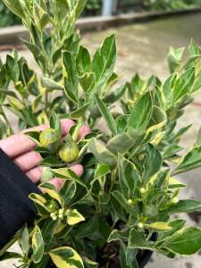 Cây Tắc cẩm Thạch ( cây Quất)