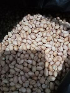 Kacang tanah mentah termurah