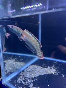 CHANNA FIRE & ICE 5 INCH MENTAL ON