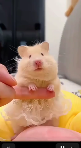 PetCoCo 🐾 Hamster Cloth Hamster Costume Christmas Cute Small Pet Cloth Photo Shooting