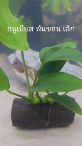 อนูเบียสพันขอนจิ๋ว ไม้น้ำ แต่งตู้ปลา หรือ อ่างบัว ปลูกง่าย เขียวสด โตเร็ว พร้อมปลูก