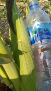 PANGLIMA 1.750 biji F1 - Benih bibit jagung manis hibribida - mudah tanam jagung besar jumbo