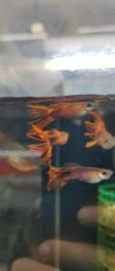 🐟RARE🐟 Wild Red Crown Tail Guppy 野生全红冠尾孔雀鱼 - Aquarium Ornamental Fish Ikan Hiasan 孔雀鱼 冠尾 特殊尾 稀有
