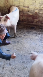 20ml Love Attractant Spray Odorant Boar Odor Agent Reserve Sow Attractant for Breeding Pig