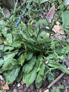 Cây chỉ thiên(gốc giống)