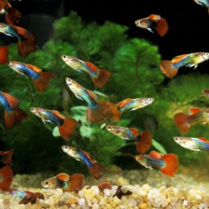 ikan guppy Murah 10 ekor/ pcs package mix male and female