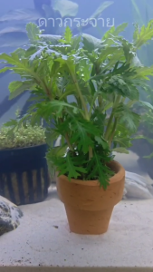 ดาวกระจาย ไม้น้ำยอดนิยม ใบเขียวสด ปลูกง่าย  โตไว แต่งตู้ปลา หรือ อ่างบัว ใส่กระถางดินเผาสีส้ม พร้อมปลูก.