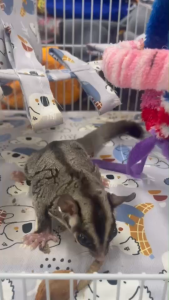 King Insect BSF หนอนแมลงวันลาย อบแห้ง 30กรัม 50กรัม