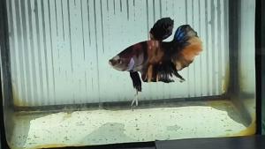 Plakat Candy/KOI/Galaxy 糖果/锦鲤/星河 将军 Betta Fish/Ikan Laga/打架鱼/斗鱼 (Male/Jantan/公鱼) Size M