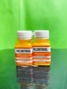 Hormon Pembuahan Luar Musim PACLOBUTRASOL dari Mitra Agro Sukses isi 60 ml. joss!!