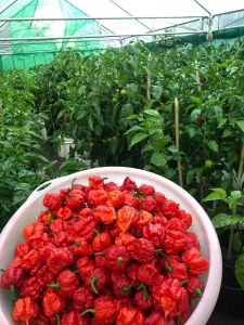 CAROLINA REAPER BUNGA/PODS WITH SEEDS