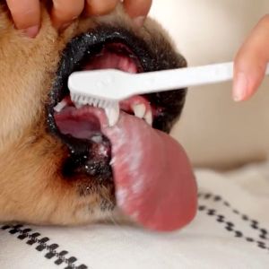 Bioline Pet Dental Care Set Toothbrush and Toothpaste Set Pet Dog Toothpaste 100g