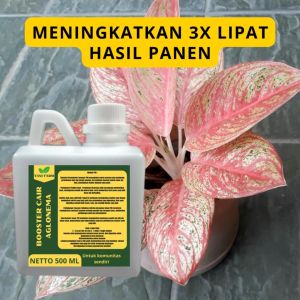 Pupuk Pelebat Aglonema: Pemilihan & Penggunaan yang Tepat