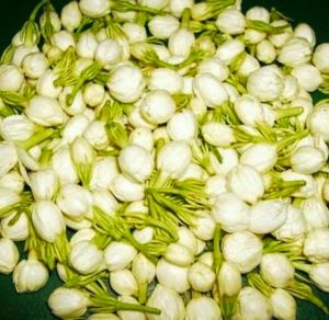 Bunga Melati | Bunga Segar