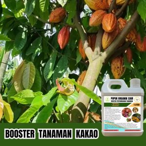 Pupuk Organik Kakao 1 Liter Mempercepat Masa Tumbuh Buah Lebih Besar Dan Padat