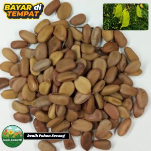 40 BUTIR BIJI/BENIH TANAMAN POHON SECANG