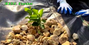 *โค้ดส่งฟรี*คลุมดิน (เกรด AAAA) ผ้าคลุมวัชพืช น้ำซึมผ่านได้ คลุมวัชพืช พลาสติกคลุมวัชพืช หมดปัญหาหญ้าขึ้นกวน ขนาด50~100ม.