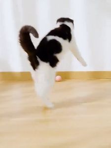 Smart Pet Cat Rolling Ball Dog Toys Rechargeable Cats Toy Puppy Balls Motion Ball Self-moving Kitten Toys for Indoor Interactive Playing