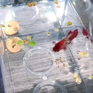 ไข่อาร์ทีเมียร อาหารปลา ปลาทุกชนิดกินได้ อาหารปลาแรกเกิด สามารถป้อนได้ตรงโดยไม่ต้องเป่าฟัก อาหารปลากัด